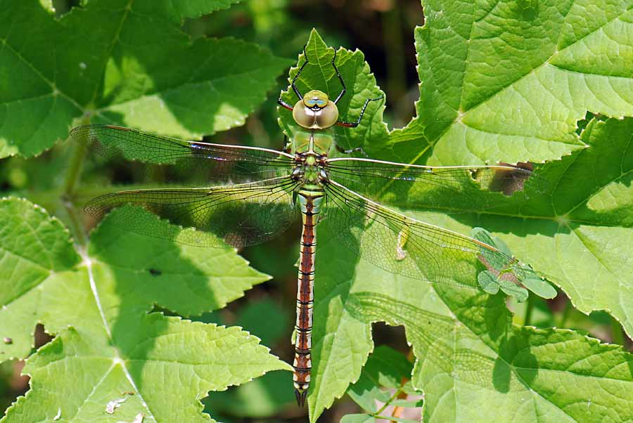 Da identificare - Anax imperator (femmina)